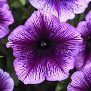 Petunia hybrid 'Sureshot Blue Vein'