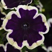 Petunia hybrid 'Sureshot Blueberries & Cream'
