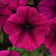 Petunia hybrid 'Sureshot Magenta'