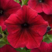 Petunia hybrid 'Sureshot Dark Red'