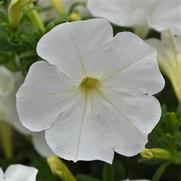 Petunia hybrid 'Sureshot White' Petunia hybrid 'Sureshot White'