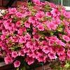Petunia hybrid 'Surfinia Rose Vein'