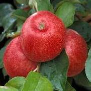 Malus domestica 'Cortland'