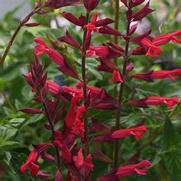 Salvia hybrid 'Roman Red'