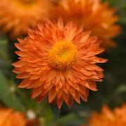 Bracteantha bracteatum 'Apricot Improved' Bracteantha bracteatum 'Apricot Improved'