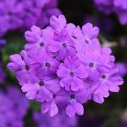 Verbena Firehouse 'Grape' Verbena Firehouse 'Grape'