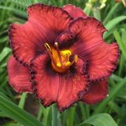 Hemerocallis hybrid 'Berrylicious'