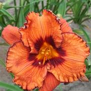 Hemerocallis hybrid 'Blaze of Glory'