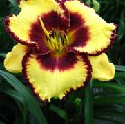 Hemerocallis hybrid 'Calico Jack'