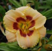 Hemerocallis hybrid 'Custard Candy'