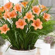 Hemerocallis hybrid 'EveryDaylily® Pink Wing'