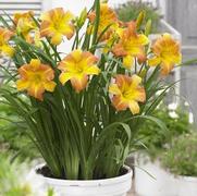 Hemerocallis hybrid 'EveryDaylily® Punch Yellow'