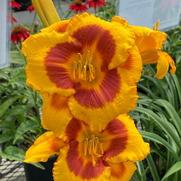 Hemerocallis hybrid 'Fooled Me' Hemerocallis hybrid 'Fooled Me'