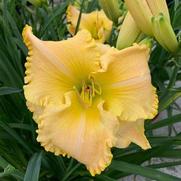 Hemerocallis hybrid 'St. Catherine's Island'
