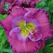 Hemerocallis hybrid 'Lavender Blue Baby'