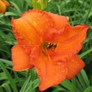Hemerocallis hybrid 'Mauna Loa' Hemerocallis hybrid 'Mauna Loa'