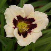 Hemerocallis hybrid 'Moonlit Masquerade'