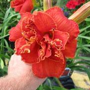 Hemerocallis hybrid 'Moses Fire' Hemerocallis hybrid 'Moses Fire'