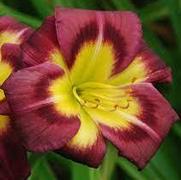 Hemerocallis hybrid 'Night Beacon'