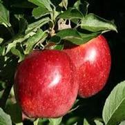Malus domestica 'Fuji' Malus domestica 'Fuji'