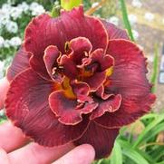Hemerocallis hybrid 'Night Embers'