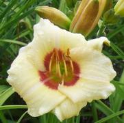 Hemerocallis hybrid 'Pandora's Box'