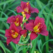 Hemerocallis hybrid 'Ruby Stella'