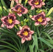 Hemerocallis hybrid 'Simmons Overture'