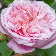 Rosa 'Eustacia Vye' Rosa 'Eustacia Vye'
