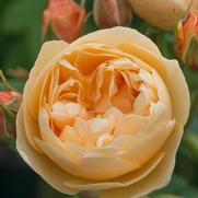 Rosa 'Roald Dahl' Rosa 'Roald Dahl'