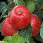 Malus domestica 'Honeycrisp'