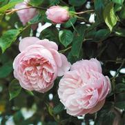 Rosa 'The Generous Gardener' Rosa 'The Generous Gardener'
