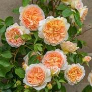 Rosa 'Bathsheba'