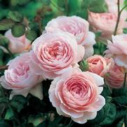 Rosa 'Queen of Sweden' Rosa 'Queen of Sweden'