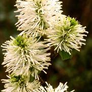 Fothergilla Gardenii Fothergilla Gardenii