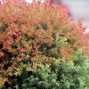 Thuja occidentalis 'Fire Chief'