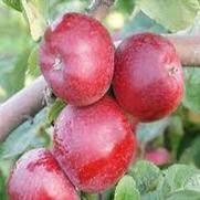 Malus domestica 'Liberty'