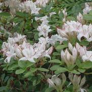 Azalea 'Arborescens' Azalea 'Arborescens'
