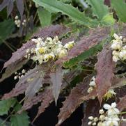 Epimedium Wushanense 'Sandy Claws' Epimedium Wushanense 'Sandy Claws'