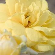 Rosa 'Yellow Brick Road' Rosa 'Yellow Brick Road'