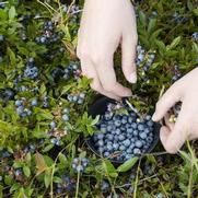 Vaccinium angustifolium