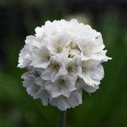 Armeria pseudarmeria 'Dreameria® Dream Clouds'