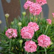 Armeria pseudarmeria 'Dreameria® Dreamland'