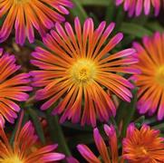 Delosperma hybrid 'Ocean Sunset Orange Glow'