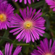 Delosperma hybrid 'Ocean Sunset Violet'