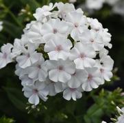 Phlox paniculata 'Ka-Pow White' Phlox paniculata 'Ka-Pow White'