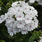 Phlox paniculata 'Ka-Pow White'