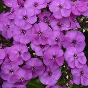 Phlox paniculata 'Ka-Pow Lavender' Phlox paniculata 'Ka-Pow Lavender'