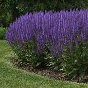 Salvia nemorosa 'Blue By You' Salvia nemorosa 'Blue By You'