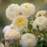 Rosa 'Nye Bevan' Rosa 'Nye Bevan'